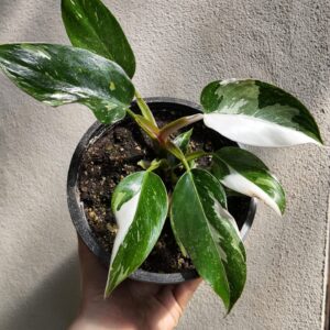 Philodendron White Princess