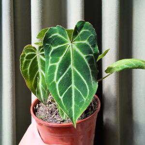 Anthurium Crystallinum