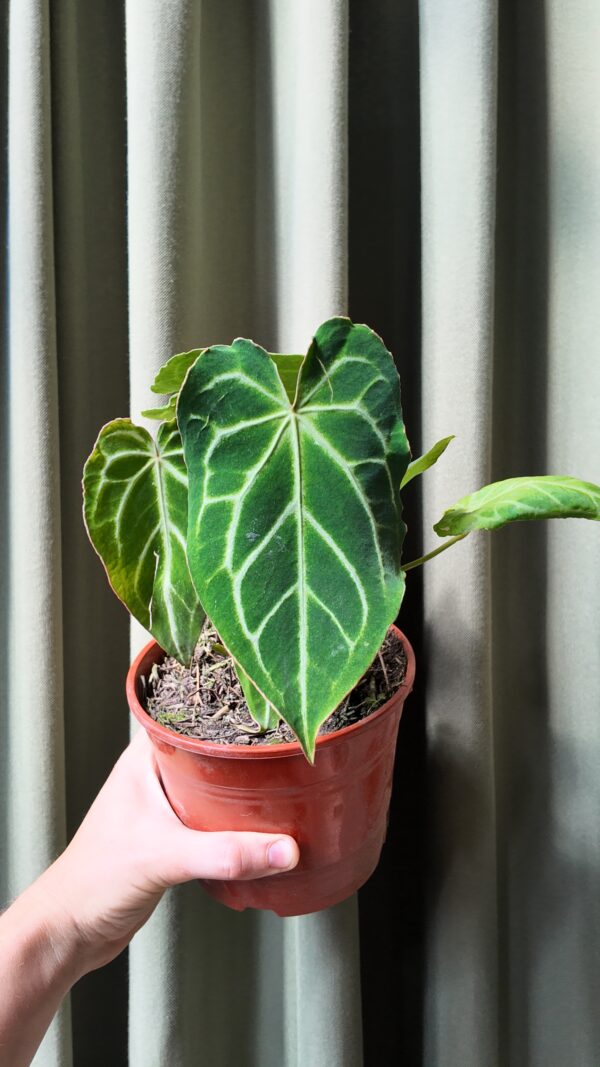 Anthurium Crystallinum