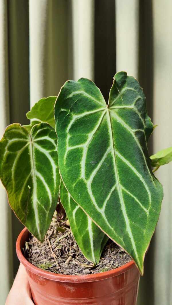 Anthurium Crystallinum - Imagen 2
