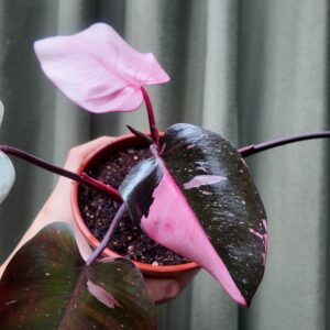 Philodendron Pink Princess