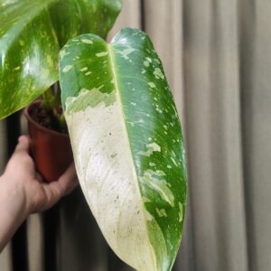 Philodendron Jose Buono