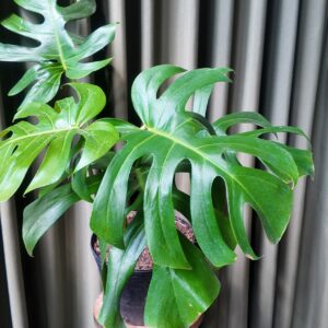 Monstera Deliciosa Mediana