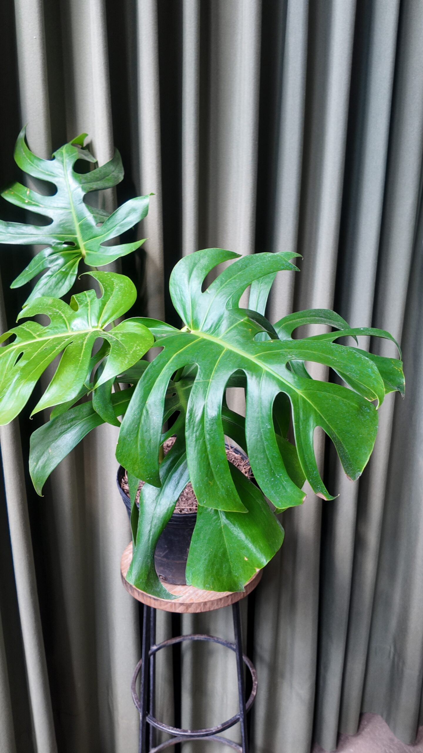 Monstera Deliciosa Mediana