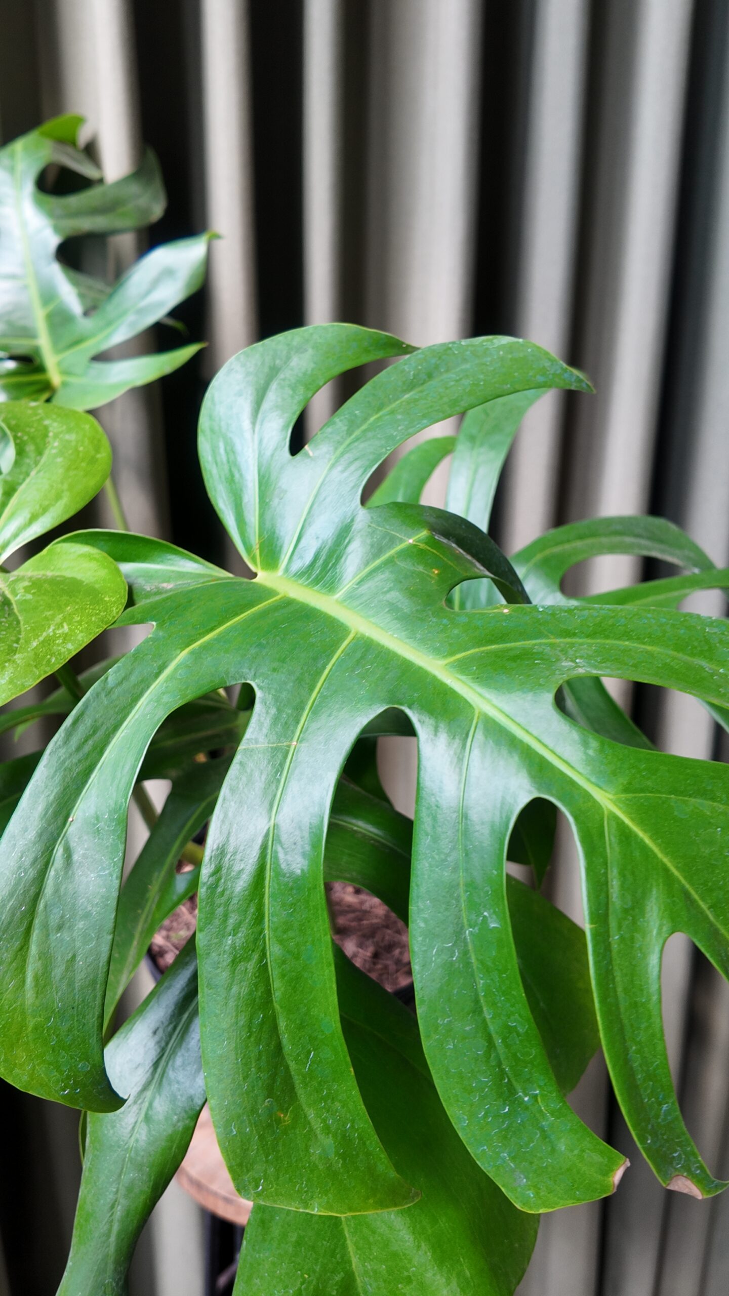 Monstera Deliciosa Mediana - Imagen 2