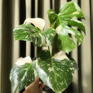 Monstera Thai Constellation