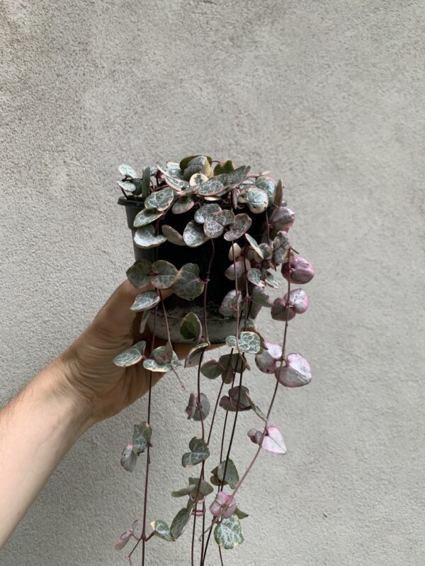Ceropegia woodii variegada - Imagen 2