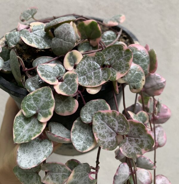 Ceropegia woodii variegada
