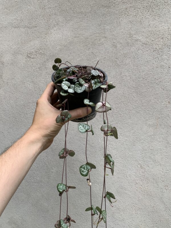 Ceropegia woodii