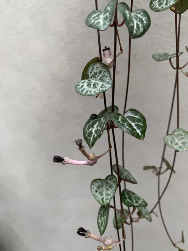 Ceropegia woodii - Imagen 3