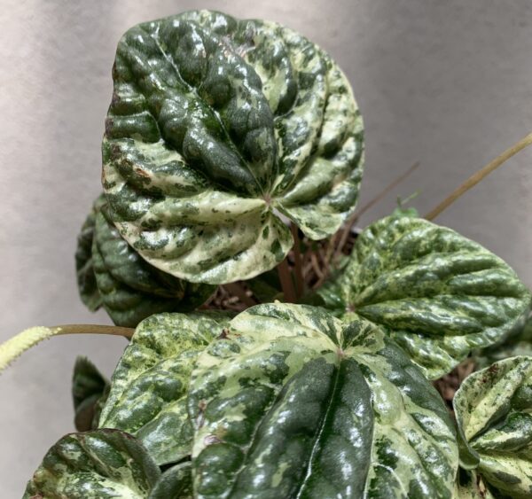 Peperomia Caperata variegada