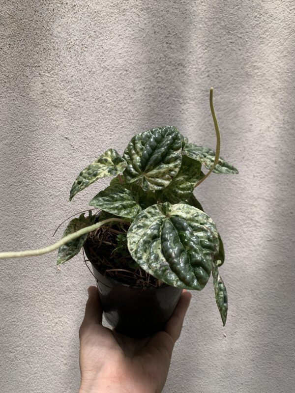 Peperomia Caperata variegada - Imagen 2