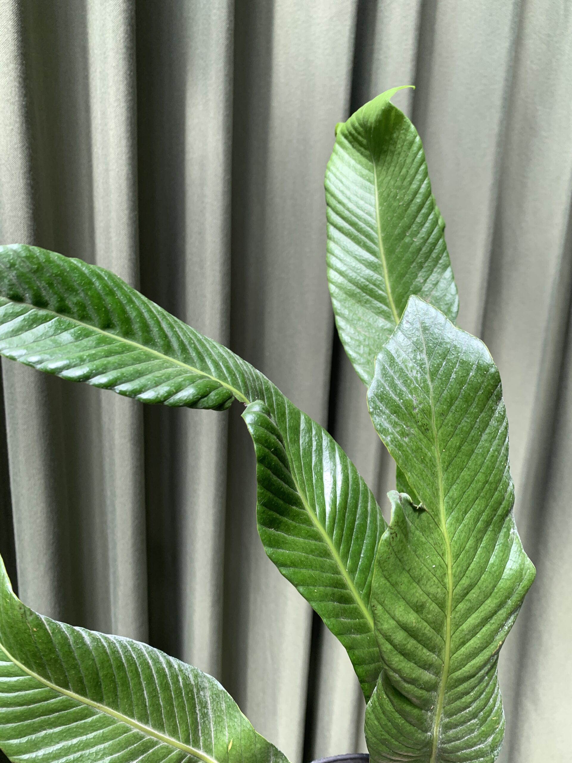 Helecho Niphidium crassifolium grande - Imagen 2