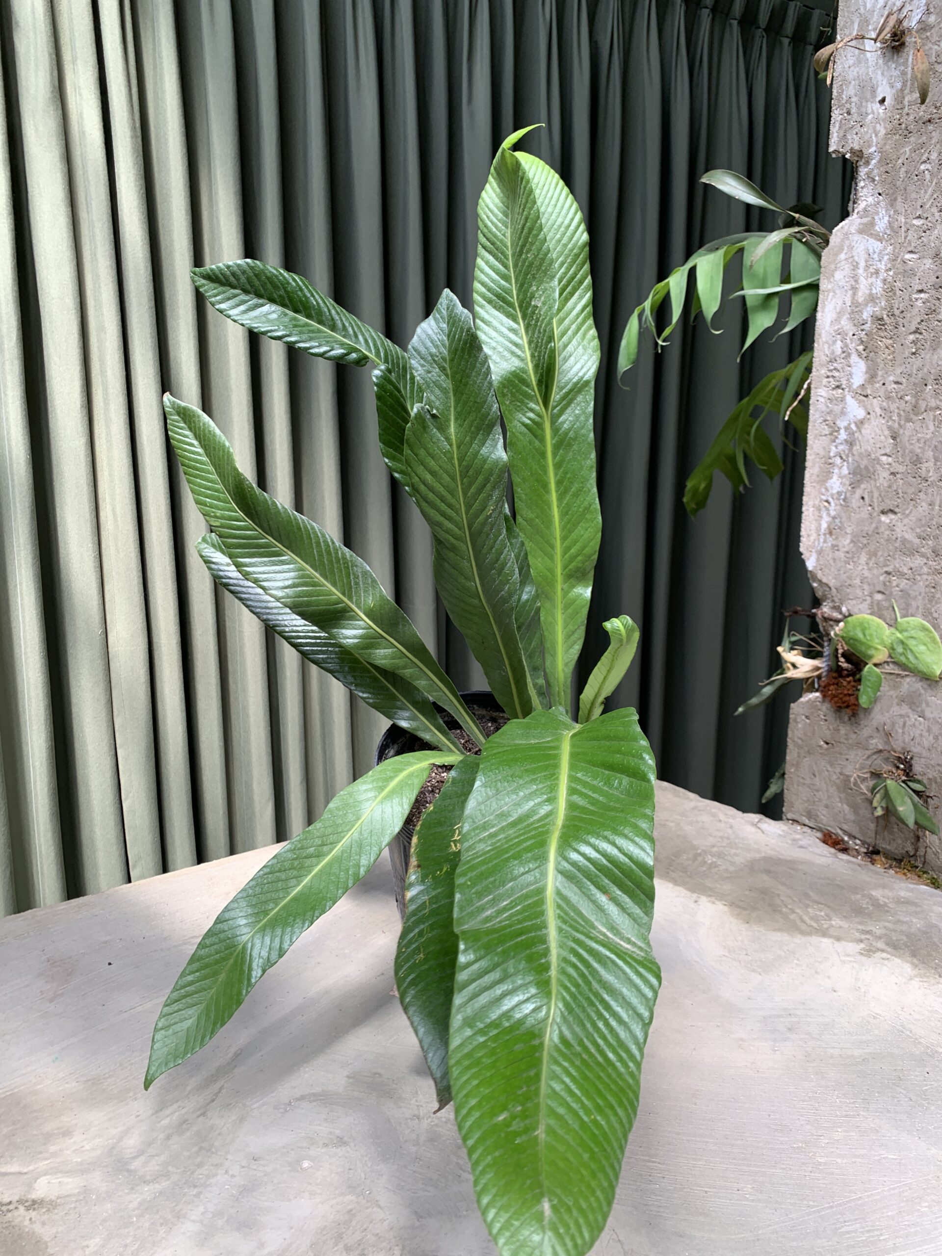 Helecho Niphidium crassifolium grande