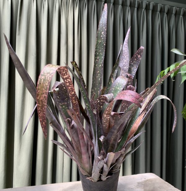 billbergia saundersii