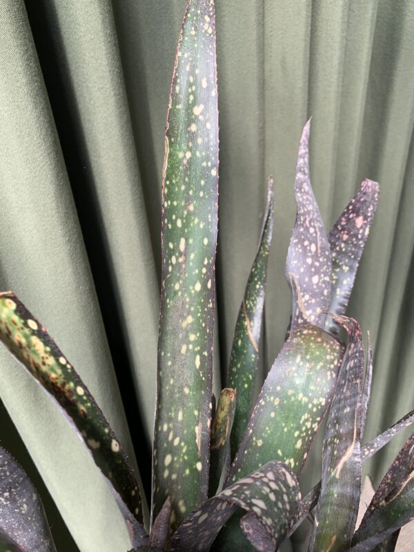 billbergia saundersii - Imagen 2