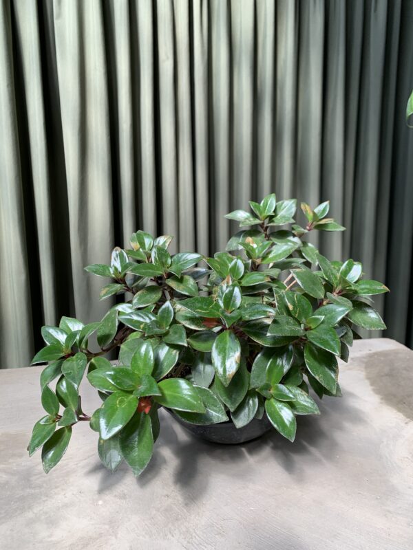 Nematanthus gregarius / planta del pescado de oro - Imagen 2