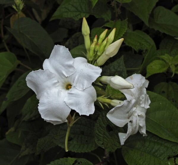 Mandevilla laxa (Jazmin Serrano)
