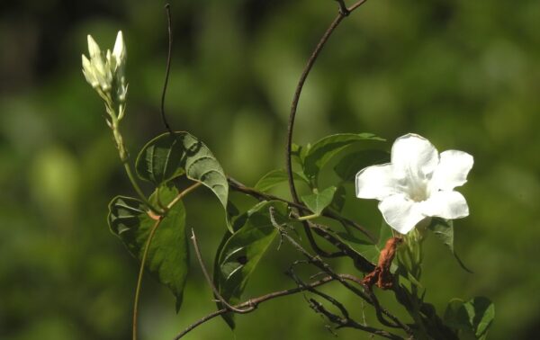 Mandevilla laxa (Jazmin Serrano) - Imagen 3