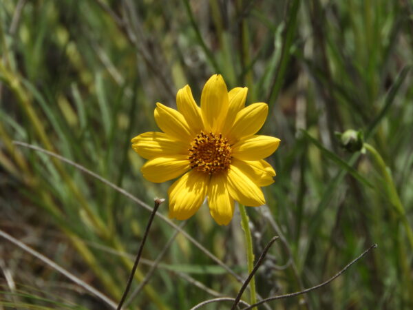 Zexmenia buphtalmiflora