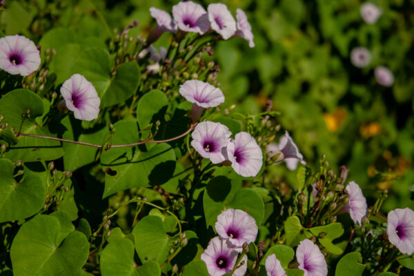 Ipomoea amnicola