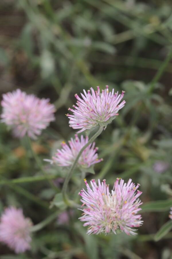 Gomphrena pulchella blanca - Imagen 2