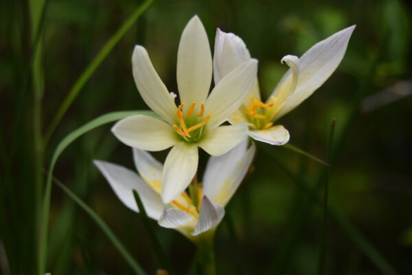 Azucena de río (Zephyranthes candida)