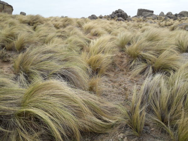 Stipa tenuissima - Imagen 2