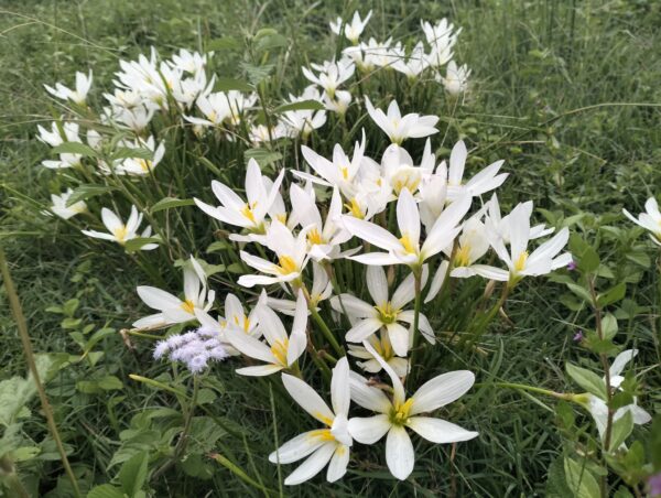 Azucena de río (Zephyranthes candida) - Imagen 2