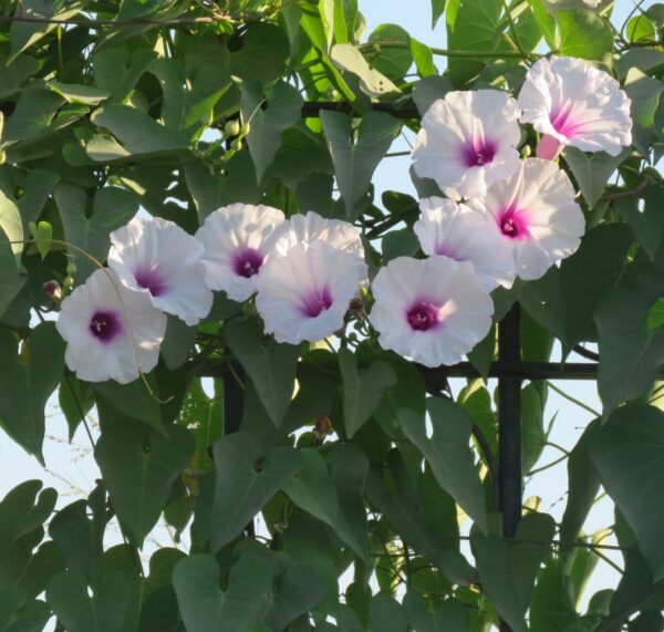 Ipomoea amnicola - Imagen 2