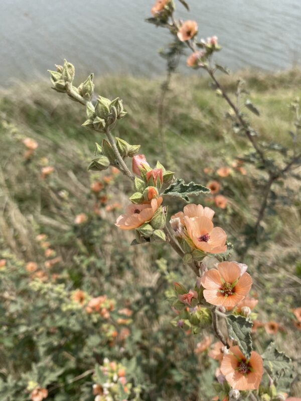 Malvavisco (Sphaeralcea bonarensis) - Imagen 2