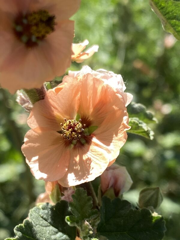 Malvavisco (Sphaeralcea bonarensis)