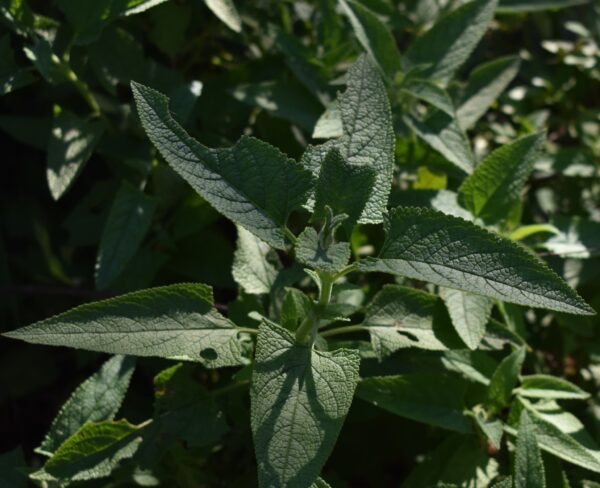 Salvia Blanca (Lepechinia floribunda) - Imagen 3