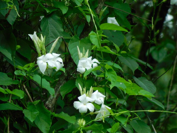 Mandevilla laxa (Jazmin Serrano) - Imagen 2