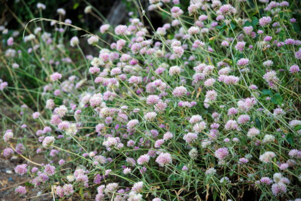 Gomphrena pulchella blanca