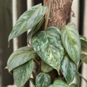 Philodendron Sodiroi