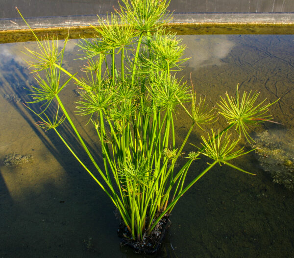 Papiro enano (Cyperus haspan)