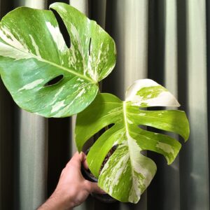 Monstera Deliciosa Albo Variegada