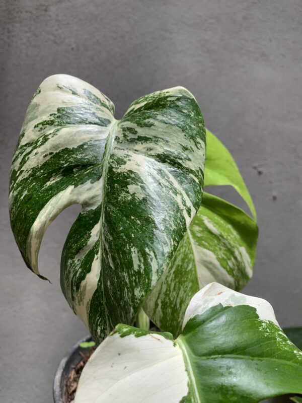 Monstera Deliciosa Albo Variegada