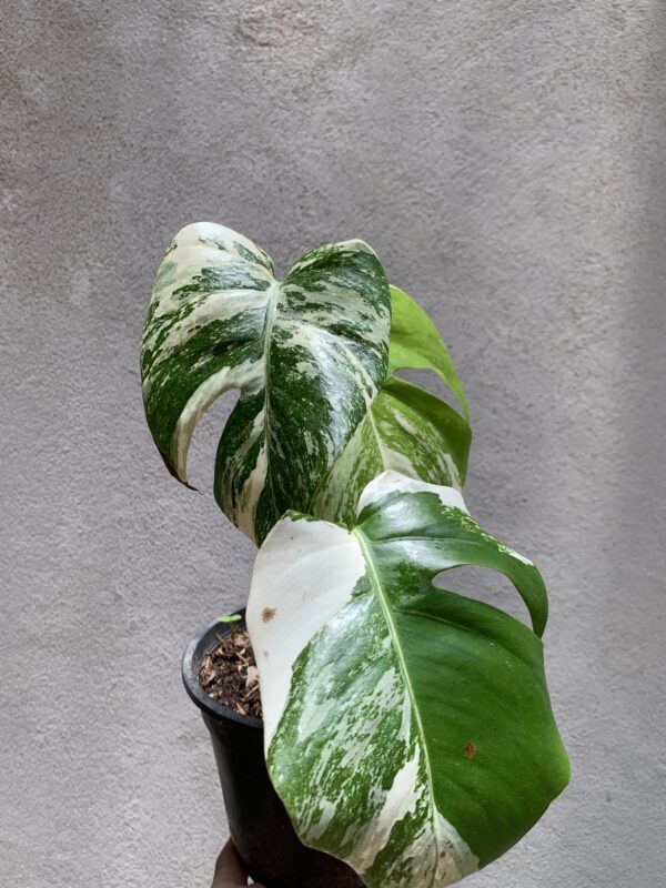 Monstera Deliciosa Albo Variegada - Imagen 2