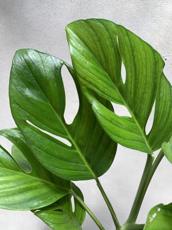 Monstera Pinnatipartita grande - Imagen 2