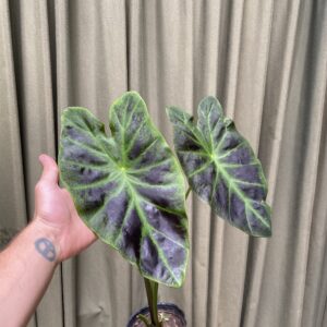 Colocasia Imperial
