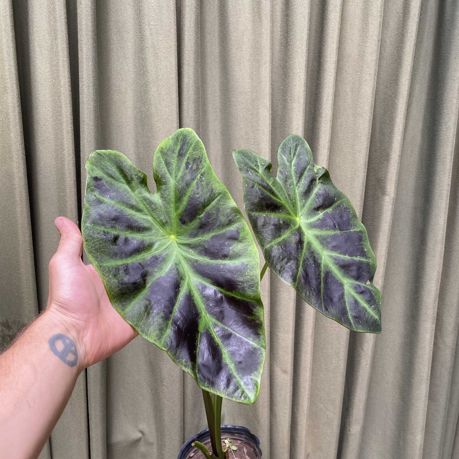 Colocasia Imperial