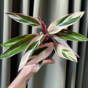 Calathea Stromanthe Triostar