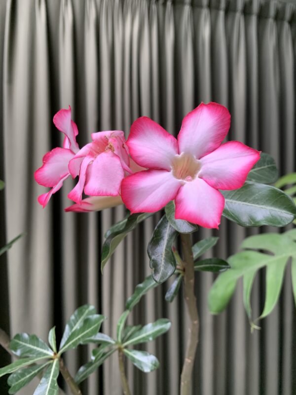 Adenium obesum en maceta - Imagen 2