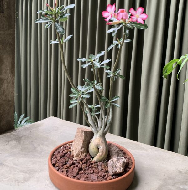 Adenium obesum en maceta