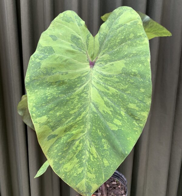 Colocasia lemon lime gecko