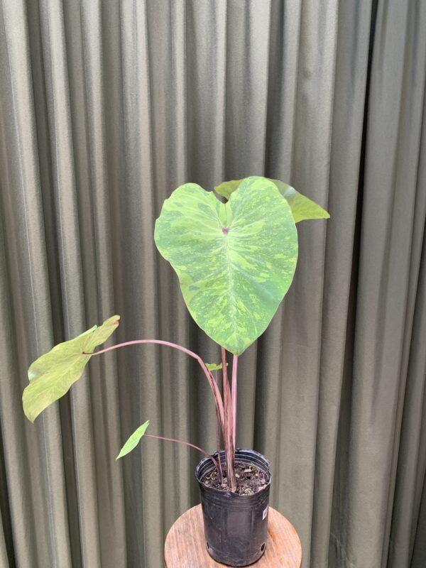 Colocasia lemon lime gecko - Imagen 2