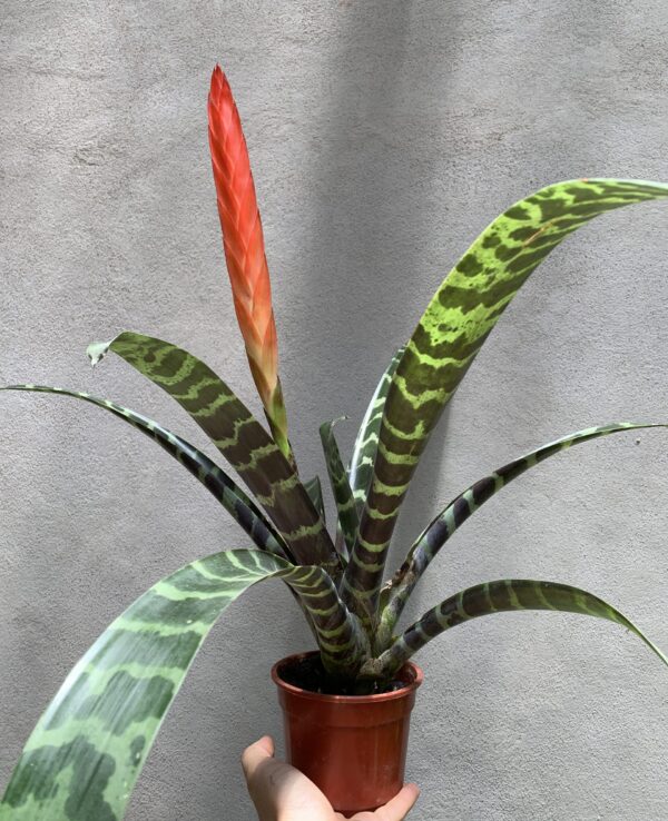 Vriesea splendens