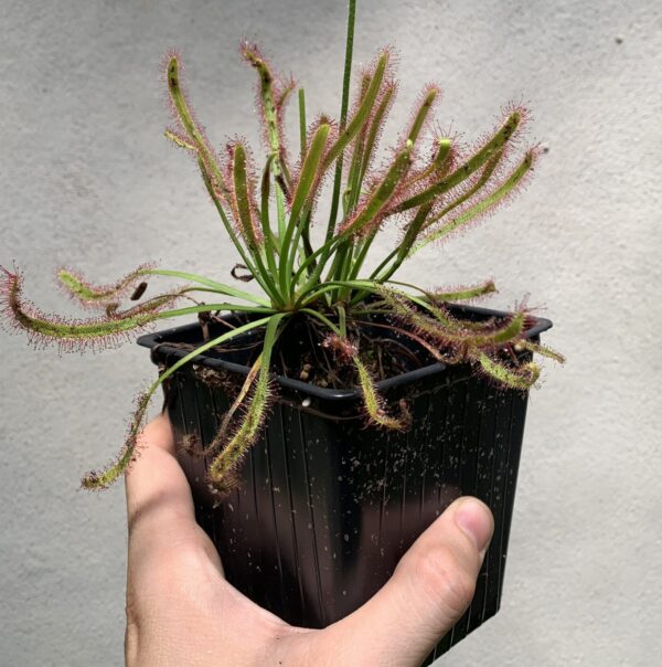 Drosera capensis (planta carnivora)